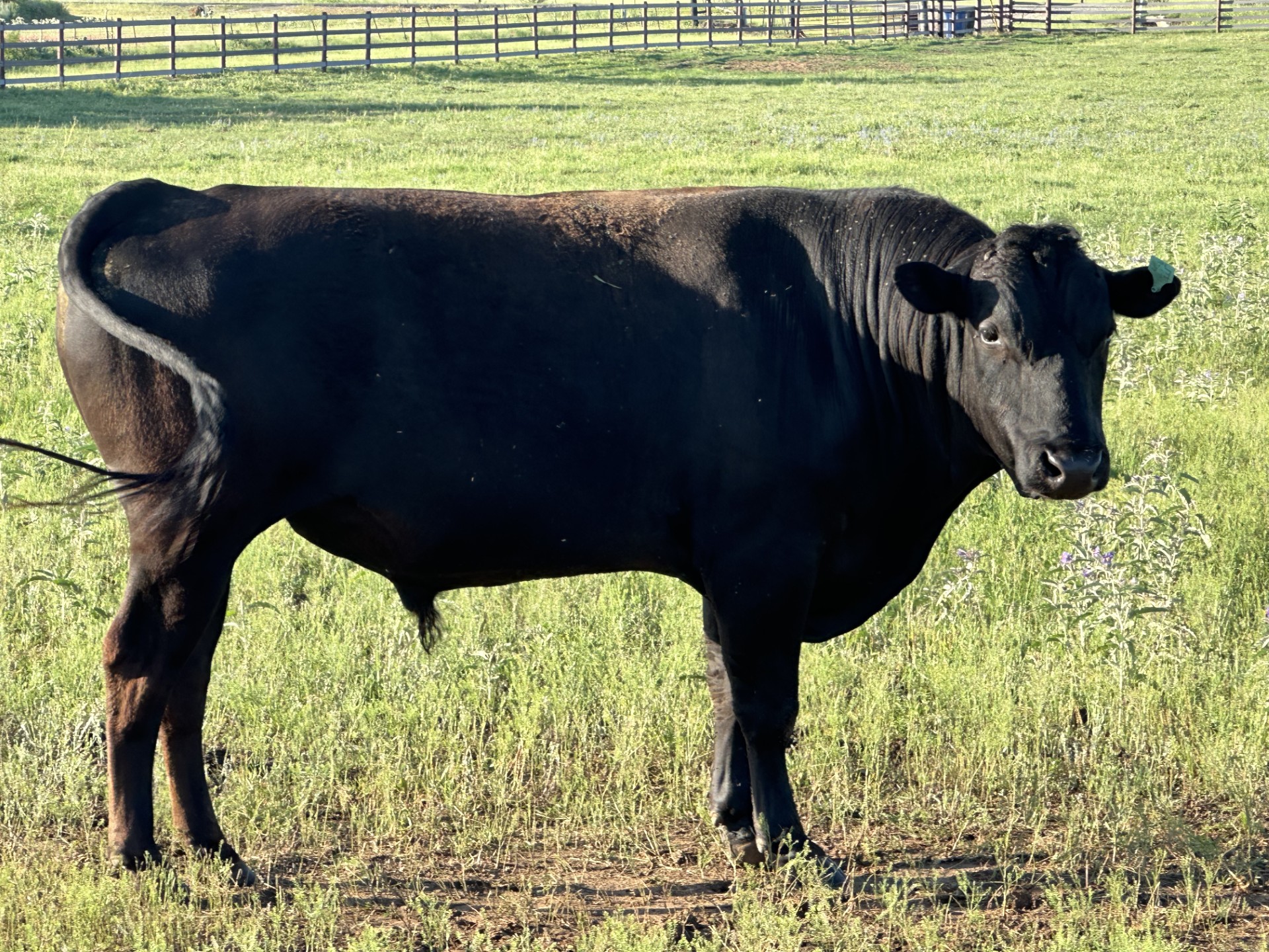 100% Black Wagyu Bull for Sale- Southeast Texas